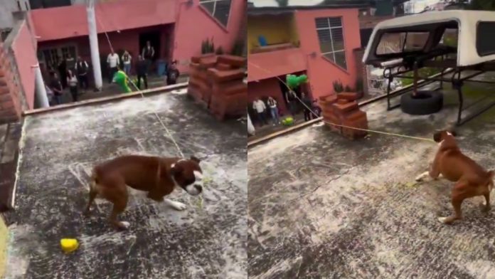 Perrito color café con blanco en la azotea de una casa en México jalando con el hocico la cuerda amarilla de una piñata.