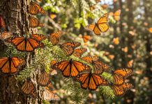 Mariposa monarca: ¿cuándo podrás verla en los santuarios de Michoacán?
