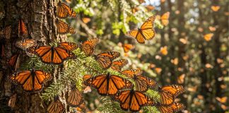Mariposa monarca: ¿cuándo podrás verla en los santuarios de Michoacán?