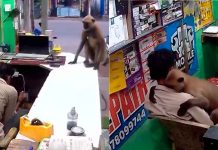 #VIDEO // El inesperado y adorable gesto de un mono en un local comercial de India