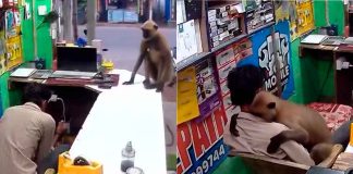#VIDEO // El inesperado y adorable gesto de un mono en un local comercial de India