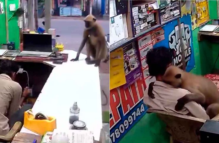 #VIDEO // El inesperado y adorable gesto de un mono en un local comercial de India