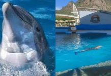 Muere la delfín Moana por un golpe en Sonora; investigan al delfinario
