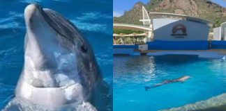 Muere la delfín Moana por un golpe en Sonora; investigan al delfinario
