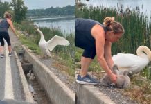 #VIDEO // Mujer rescata a dos crías de cisne atrapadas en una canaleta