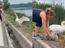 #VIDEO // Mujer rescata a dos crías de cisne atrapadas en una canaleta