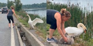 #VIDEO // Mujer rescata a dos crías de cisne atrapadas en una canaleta