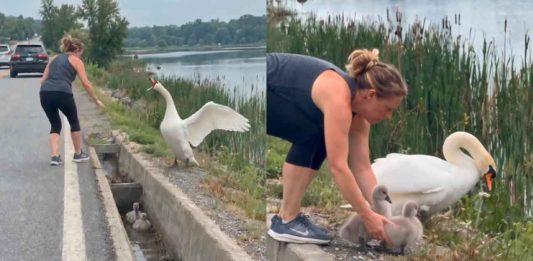 #VIDEO // Mujer rescata a dos crías de cisne atrapadas en una canaleta