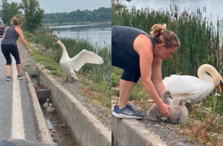 #VIDEO // Mujer rescata a dos crías de cisne atrapadas en una canaleta