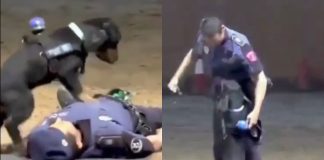 #VIDEO // Poncho, el heroico can policía experto en demostraciones de RCP
