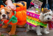 Pasarela de Mascotas en Morelia: dónde cuándo y cómo inscribir a tu lomito
