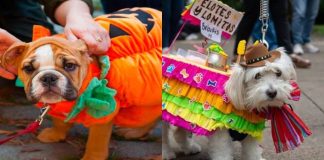 Pasarela de Mascotas en Morelia: dónde cuándo y cómo inscribir a tu lomito
