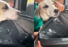 #VIDEO // Perrito se vuelve viral por viajar con su bolsa de emergencia