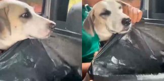 #VIDEO // Perrito se vuelve viral por viajar con su bolsa de emergencia