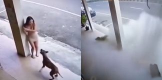 #VIDEO // Perro alerta a joven y le salva la vida antes del desplome de un edificio