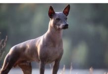 ¿Por qué los xoloitzcuintles son considerados guías de las almas en el Día de Muertos?