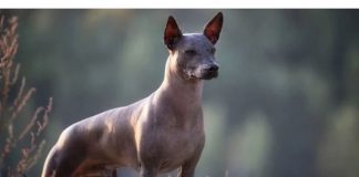 ¿Por qué los xoloitzcuintles son considerados guías de las almas en el Día de Muertos?