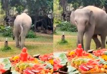 #VIDEO // Elefante celebra su cumpleaños con enorme banquete frutal y conquista las redes