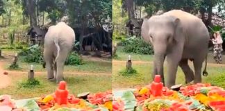 #VIDEO // Elefante celebra su cumpleaños con enorme banquete frutal y conquista las redes
