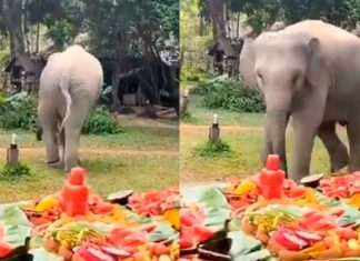 #VIDEO // Elefante celebra su cumpleaños con enorme banquete frutal y conquista las redes