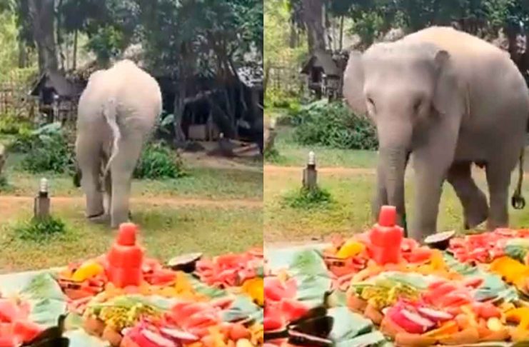 #VIDEO // Elefante celebra su cumpleaños con enorme banquete frutal y conquista las redes