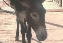 Rescatan a burro en carretera de Gómez Palacio, Durango; multan a su dueño por omisión
