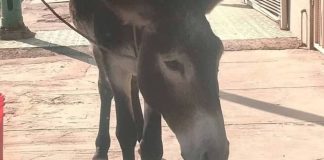 Rescatan a burro en carretera de Gómez Palacio, Durango; multan a su dueño por omisión