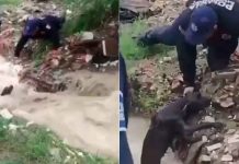 #VIDEO // Policías arriesgan la vida para salvar a lomito atrapado en la corriente en Ciudad Juárez
