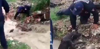 #VIDEO // Policías arriesgan la vida para salvar a lomito atrapado en la corriente en Ciudad Juárez