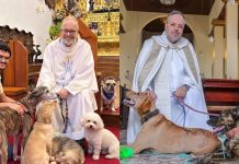 Sacerdote en Brasil lleva perritos rescatados a misa para darlos en adopción El sacerdote brasileño João Paulo Araújo Gomes oficiando misa acompañado de tiernos perritos rescatados que buscan ser adoptados.