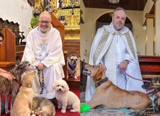 Sacerdote en Brasil lleva perritos rescatados a misa para darlos en adopción El sacerdote brasileño João Paulo Araújo Gomes oficiando misa acompañado de tiernos perritos rescatados que buscan ser adoptados.