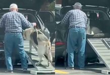 #VIDEO // Hombre construye rampa especial para ayudar a su perrito a subir al auto
