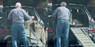 #VIDEO // Hombre construye rampa especial para ayudar a su perrito a subir al auto