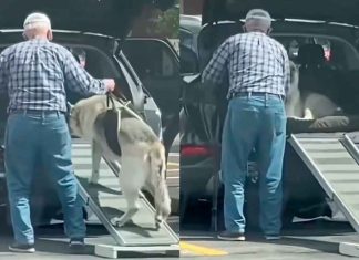 #VIDEO // Hombre construye rampa especial para ayudar a su perrito a subir al auto