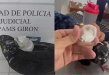 #VIDEO // ¡’Narco-palomas’ al descubierto! El ingenioso método para ingresar contrabando a una cárcel de Ibagué