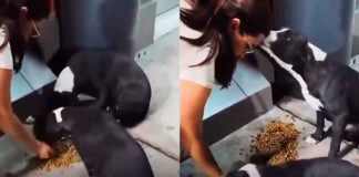 #VIDEO // Tierno perrito conmueve las redes al besar a la mujer que le dio de comer