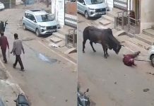 #VIDEO // Toro embiste a adulto mayor durante caminata en la India; capta cámara el ataque