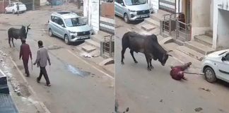 #VIDEO // Toro embiste a adulto mayor durante caminata en la India; capta cámara el ataque