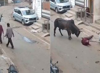 #VIDEO // Toro embiste a adulto mayor durante caminata en la India; capta cámara el ataque