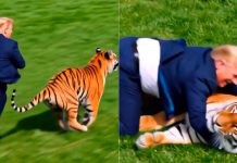 #VIDEO // Donald Trump causa polémica en Truth Social con video de IA y un tigre
