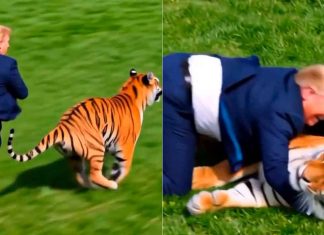 #VIDEO // Donald Trump causa polémica en Truth Social con video de IA y un tigre
