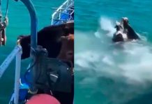 #VIDEO // Vacas al agua: de un paseo en barco a nadar en el mar