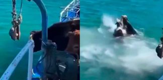 #VIDEO // Vacas al agua: de un paseo en barco a nadar en el mar