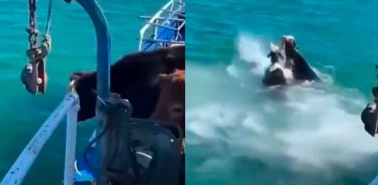 #VIDEO // Vacas al agua: de un paseo en barco a nadar en el mar