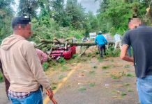#VIDEO // Árbol cae sobre automóvil en la carretera Uruapan-Pátzcuaro; conductor resulta lesionado