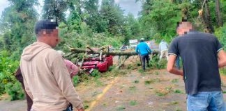 #VIDEO // Árbol cae sobre automóvil en la carretera Uruapan-Pátzcuaro; conductor resulta lesionado