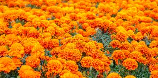 ¿Por qué el cempasúchil es la flor de los muertos? Este es su significado