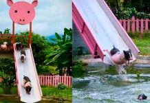 #VIDEO// ¡Como en un parque acuático! Cerdos se divierten en toboganes en Camboya