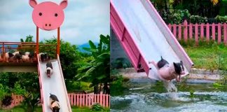 #VIDEO// ¡Como en un parque acuático! Cerdos se divierten en toboganes en Camboya