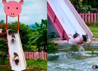#VIDEO// ¡Como en un parque acuático! Cerdos se divierten en toboganes en Camboya